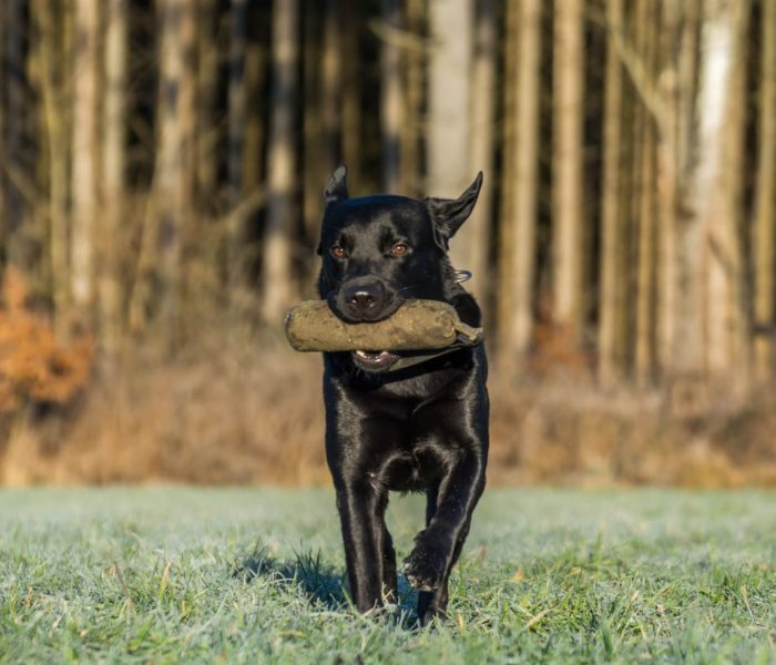 hunde-motivation-rennen-hunde
